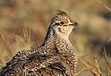 Sharp-tailed Grouse